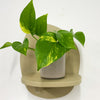 Mini Devil's Ivy & Pot