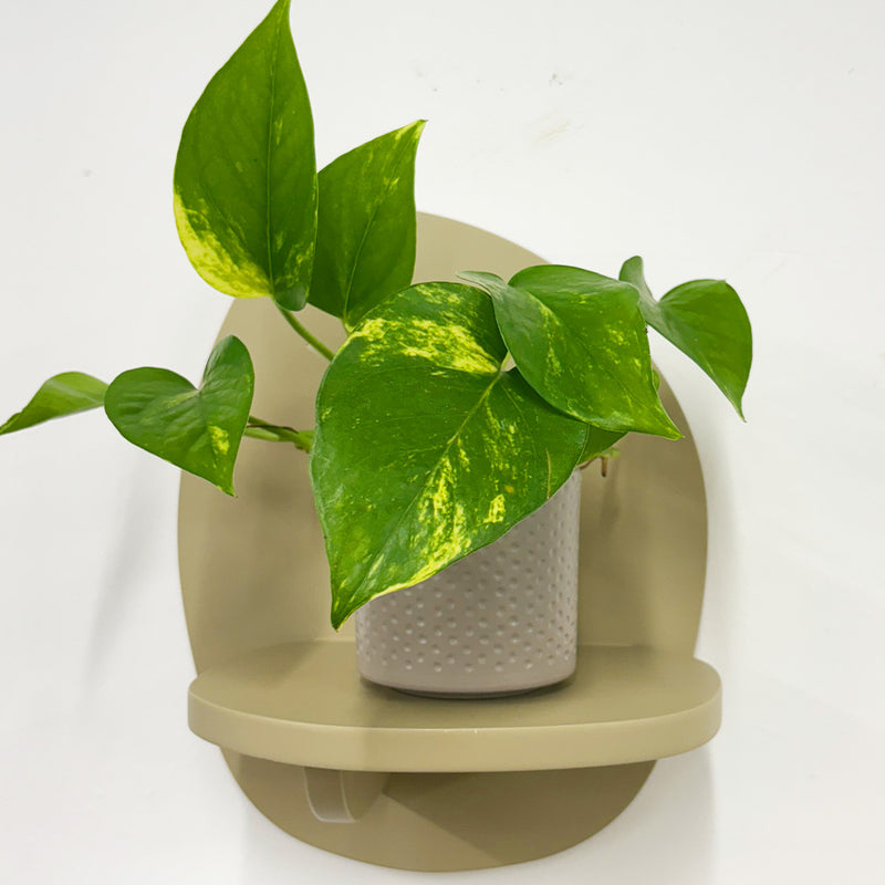Mini Devil's Ivy & Pot