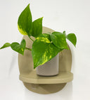 Taupe Pot