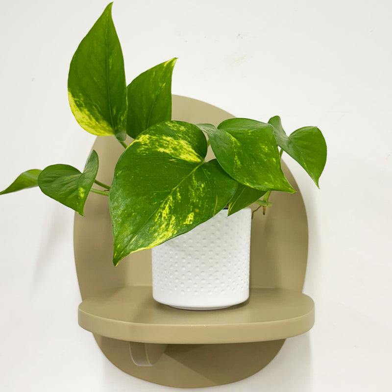 Mini Devil's Ivy & Pot