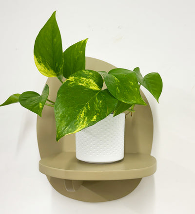 Mini Devil's Ivy & Pot