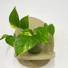 Mini Devil's Ivy & Pot