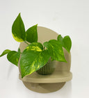 Green Pot