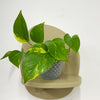 Mini Devil's Ivy & Pot