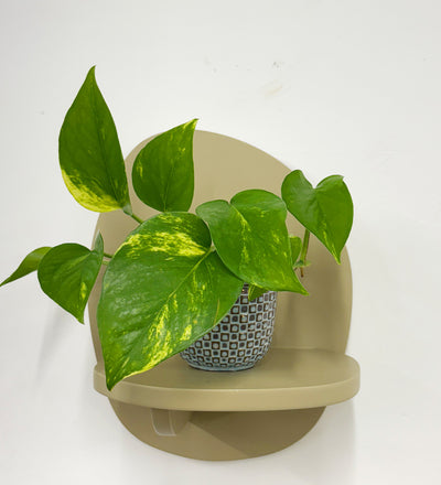 Mini Devil's Ivy & Pot