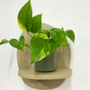 Mini Devil's Ivy & Pot