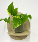 Khaki Pot