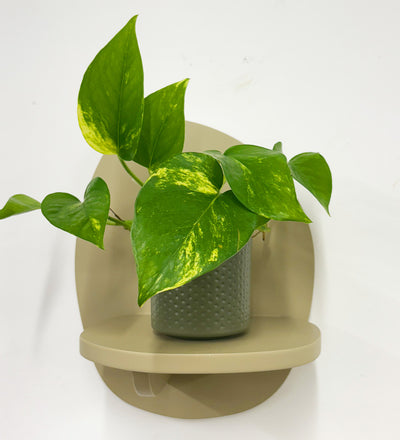 Mini Devil's Ivy & Pot