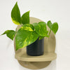 Mini Devil's Ivy & Pot