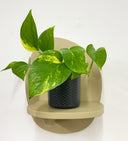 Grey Pot