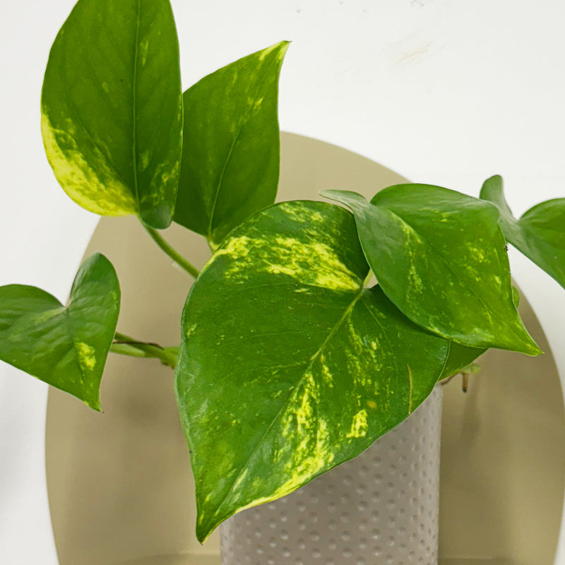 Mini Devil's Ivy & Pot