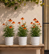 Orange Echinacea