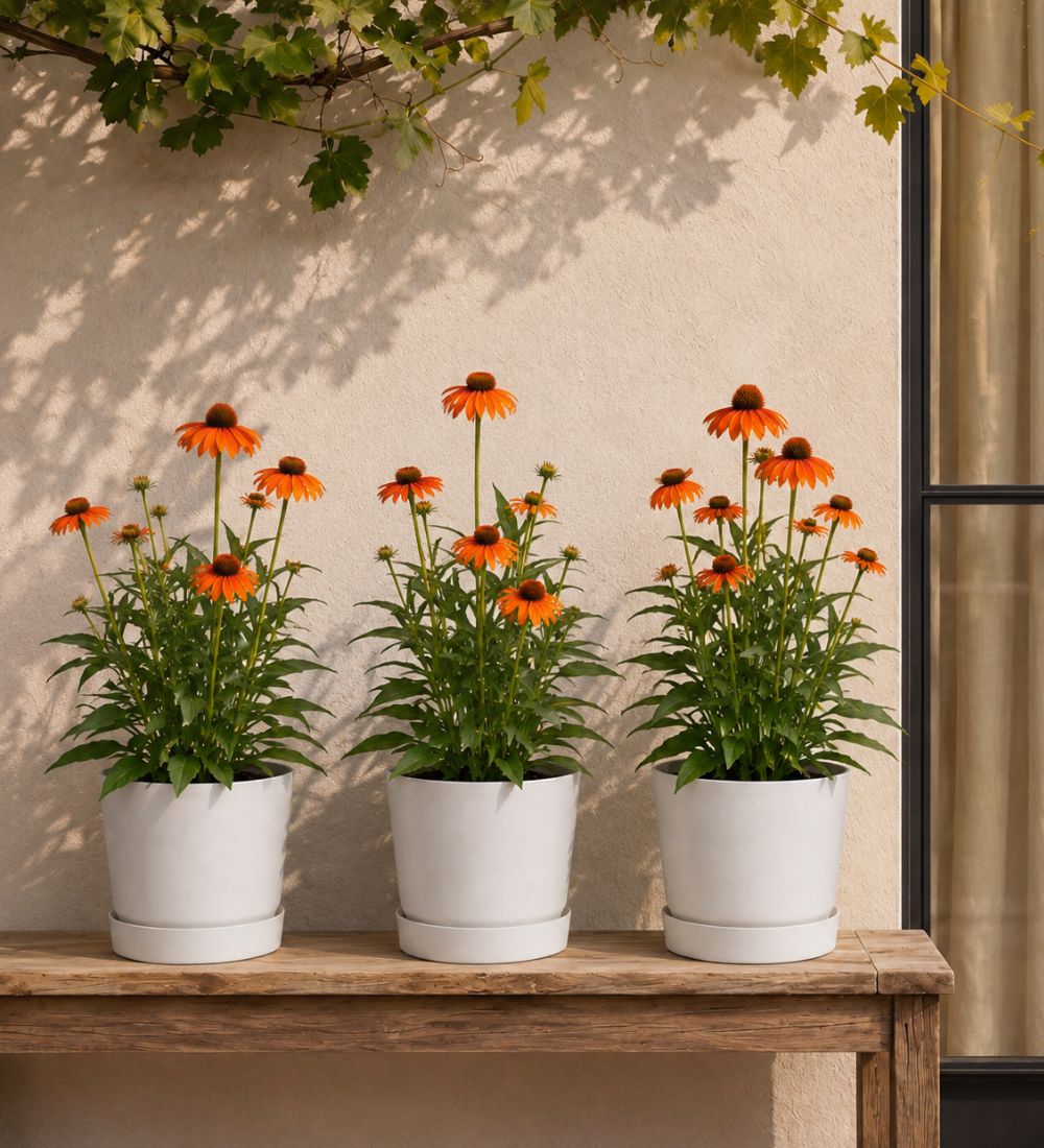 Trio of Orange Echinacea