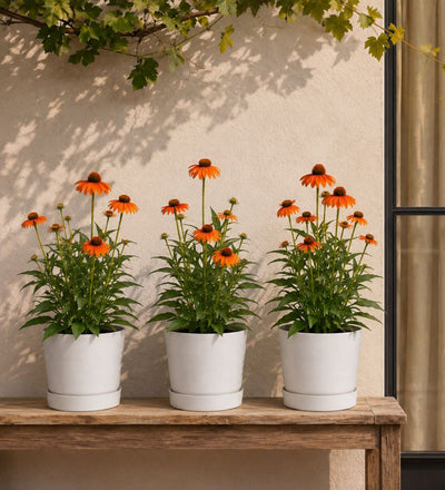 Orange Echinacea