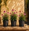 Trio of Pink Echinacea