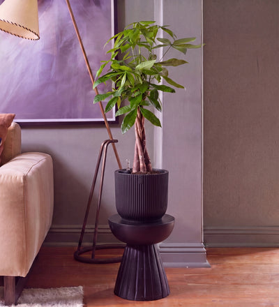 Money Tree in Self-watering Pot