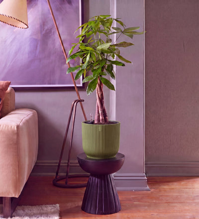 Money Tree in Self-watering Pot