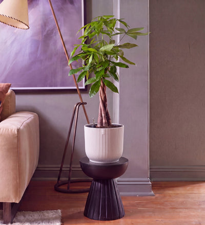 Money Tree in Self-watering Pot