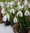 Giant Snowdrop Bulbs