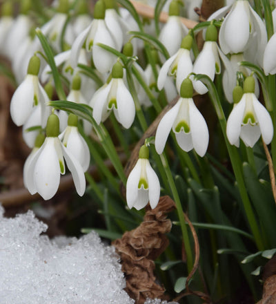 Giant Snowdrop Bulbs