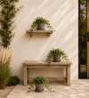 English Ivy