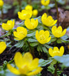 Winter Aconite Bulbs