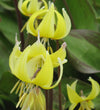 Trout Lily Bulbs