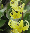 Trout Lily Bulbs