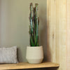 Euphorbia Trigona Rubra