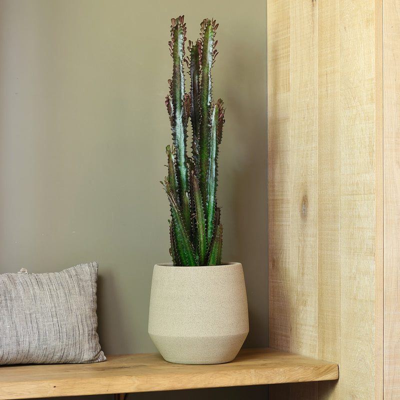 Euphorbia Trigona Rubra