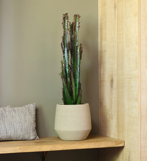 Euphorbia Trigona Rubra