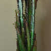 Euphorbia Trigona Rubra