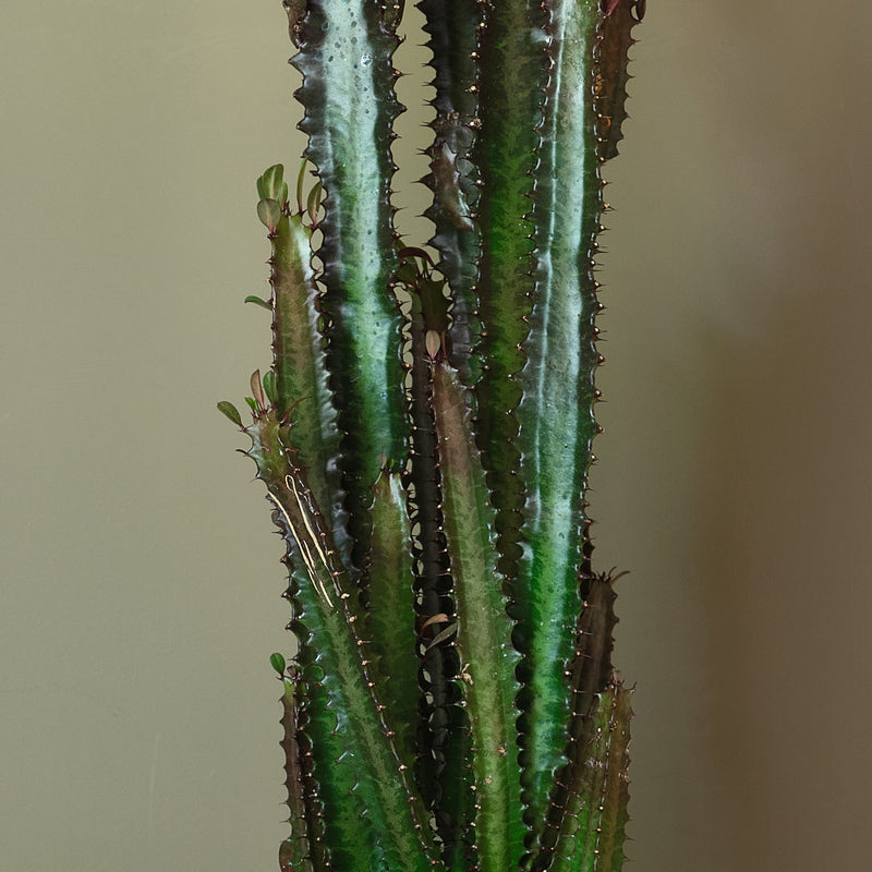 Euphorbia Trigona Rubra