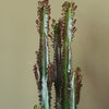 Euphorbia Trigona Rubra