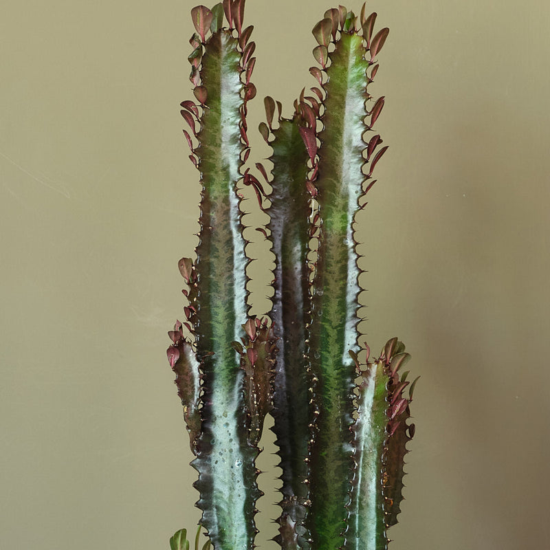 Euphorbia Trigona Rubra
