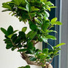 Bonsai Ficus Ginseng & Pot