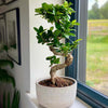 Bonsai Ficus Ginseng & Pot