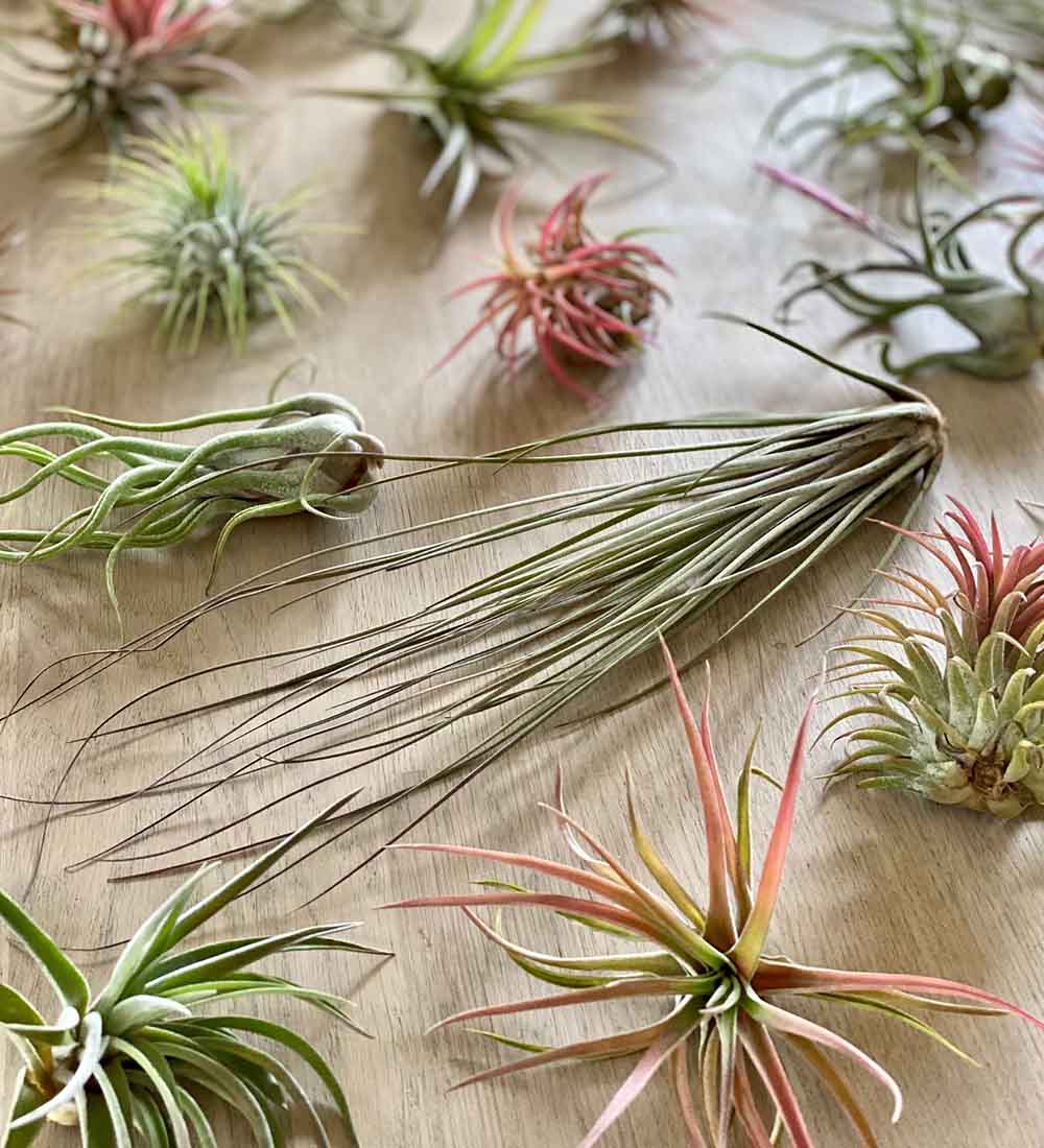 Air Plants Trio