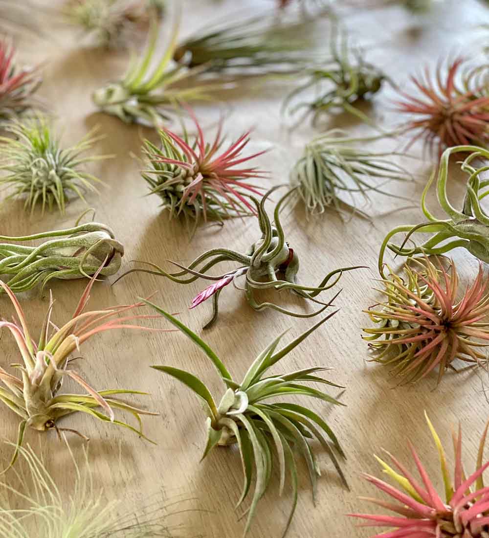 Air Plants Trio