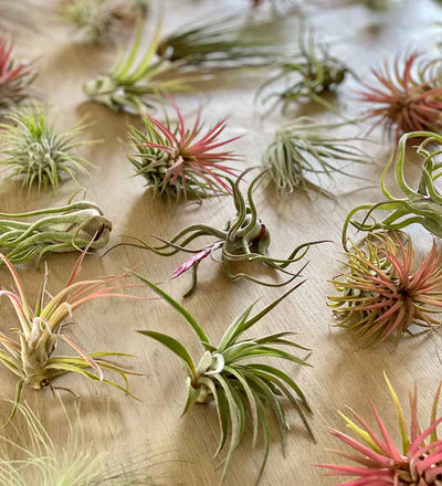 Air Plants Trio