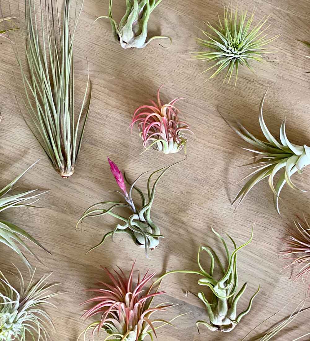 Air Plants Trio