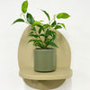 Mini Ficus Benjamina & Pot