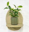 Mini Ficus Benjamina & Pot