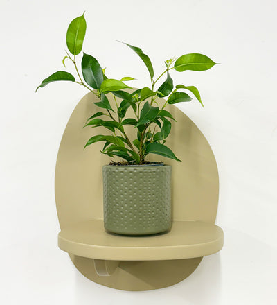 Mini Ficus Benjamina & Pot