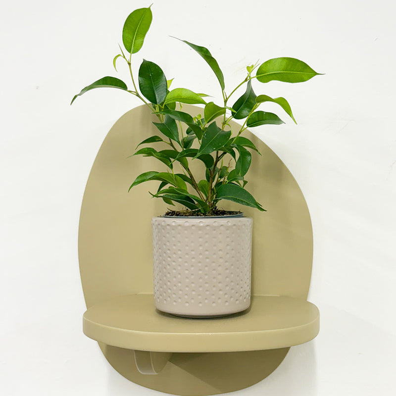 Mini Ficus Benjamina & Pot