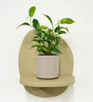 Mini Ficus Benjamina & Pot