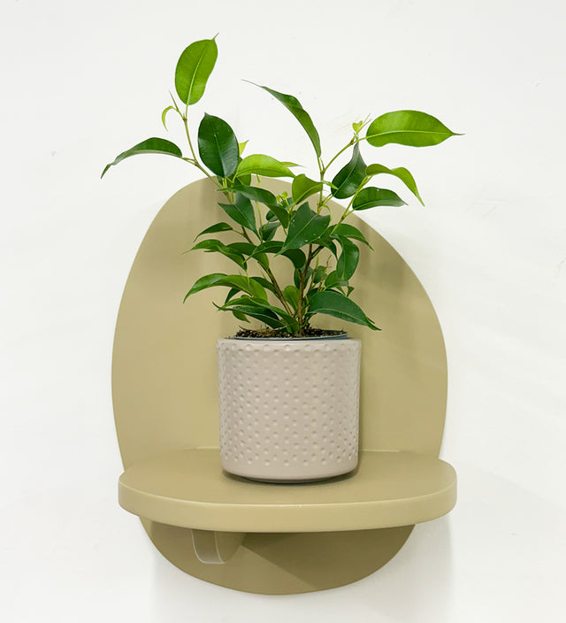Mini Ficus Benjamina & Pot