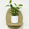 Mini Ficus Benjamina & Pot