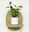 Mini Ficus Benjamina & Pot