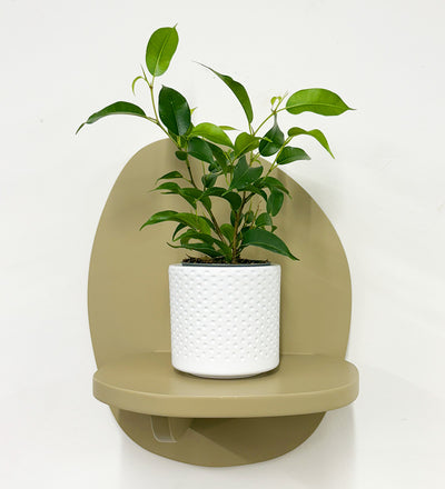 Mini Ficus Benjamina & Pot